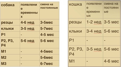 Зубы и возраст