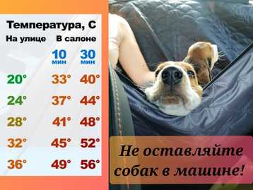 Машина на жаре, а в ней питомец